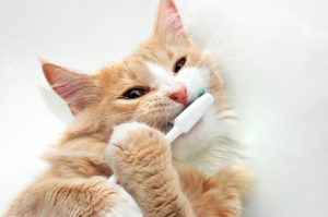 Kissan hampaidenhoito