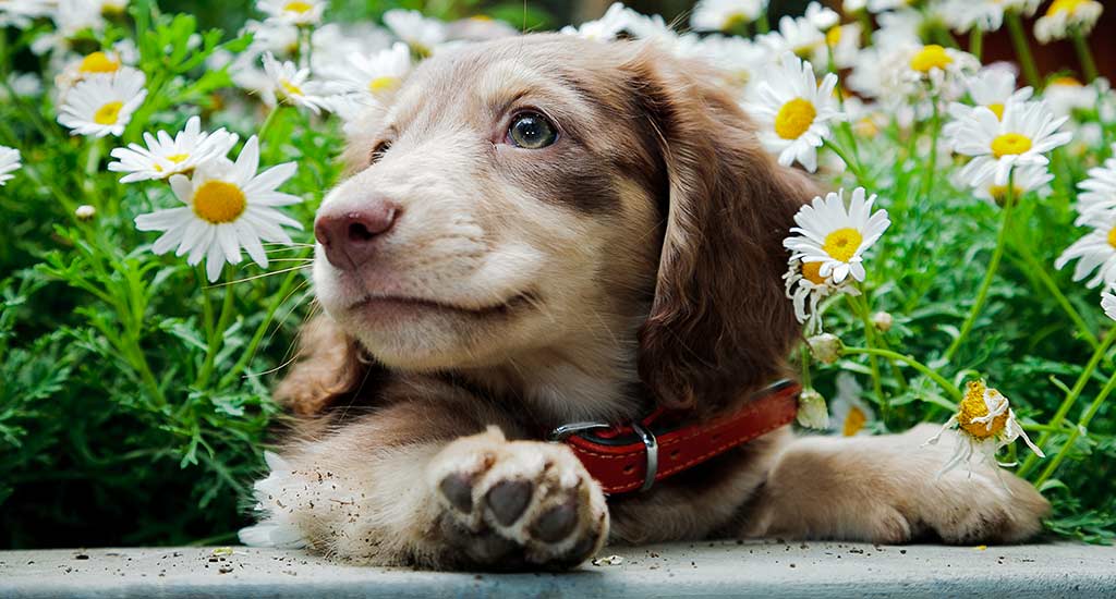 Koiranpentu ja kukkia
