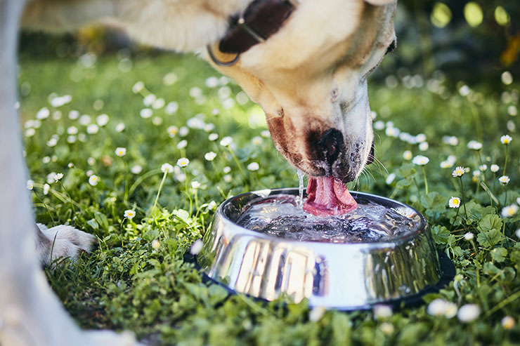 Koira juo vettä