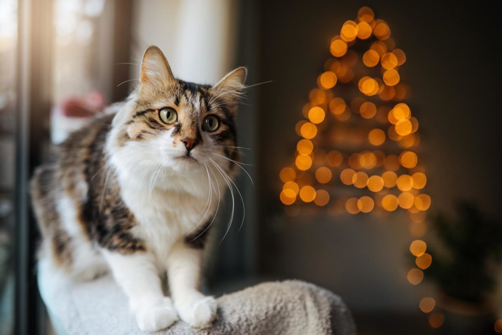 Kissa sohvalla, taustalla jouluvaloja
