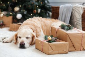 Koira lepää lahjojen vieressä. Takana joulukuusi.