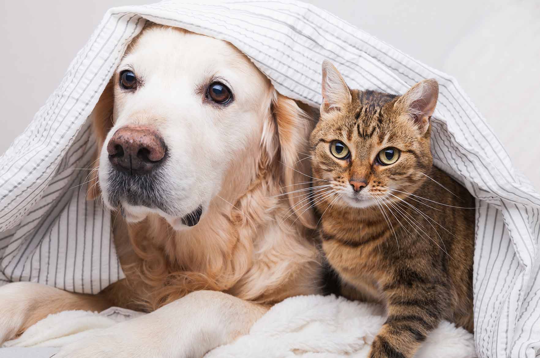 Epilepsia koirilla ja kissoilla - Omaeläinklinikka