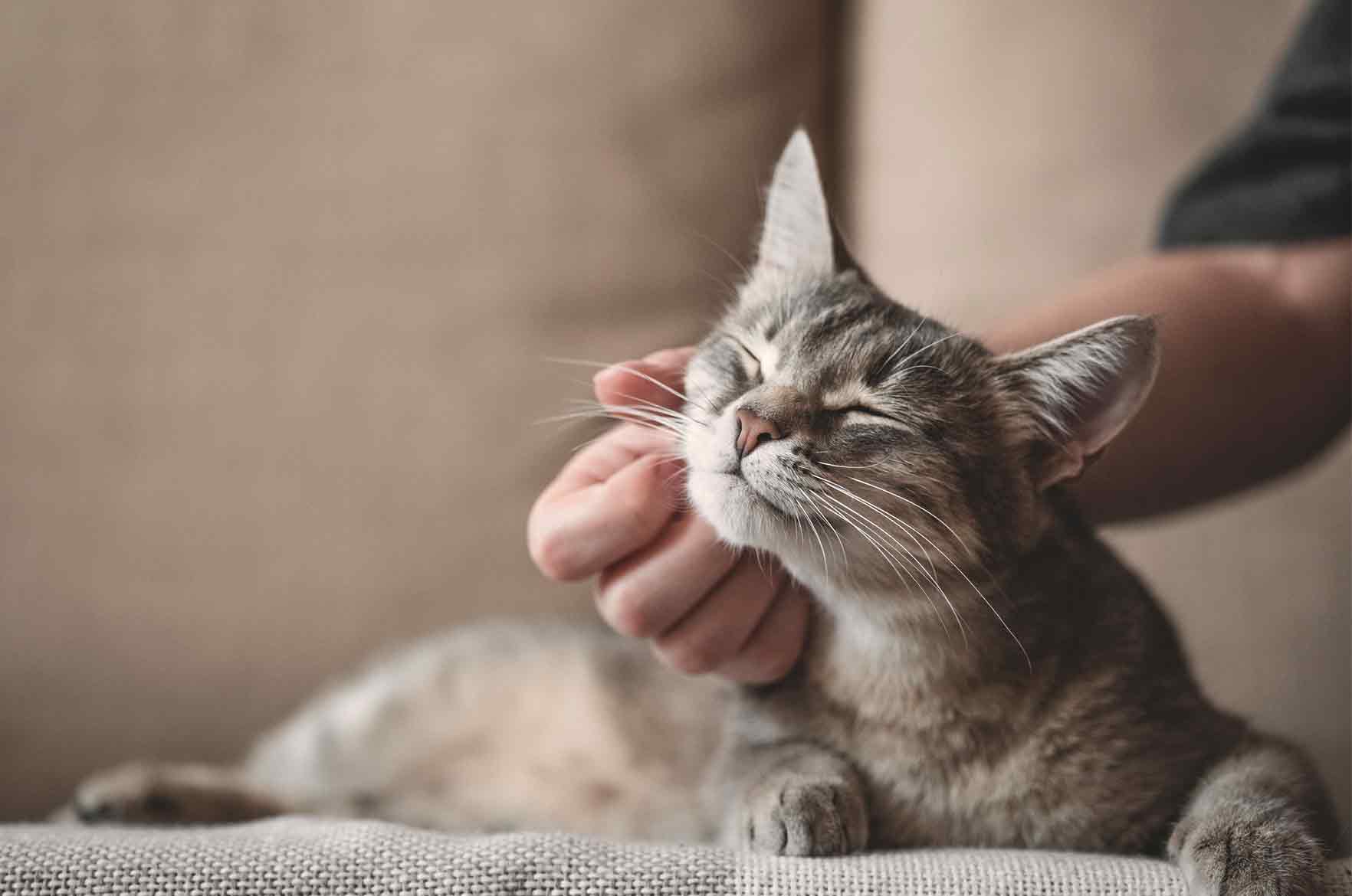 Kissan ummetus - Omaeläinklinikka