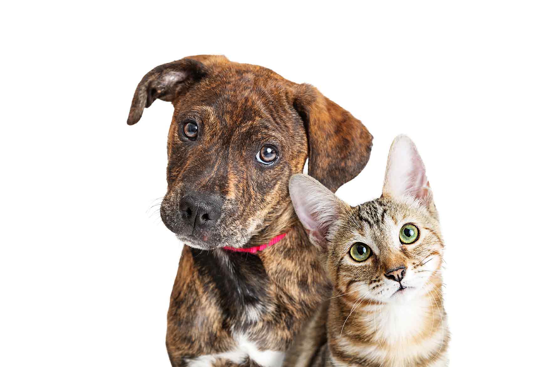 Koiran ja kissan oksennuttaminen - Omaeläinklinikka