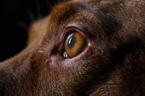 Koiran silmä