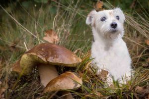 Koiralle vaaralliset sienet