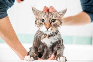 Omistaja pesee kissaa