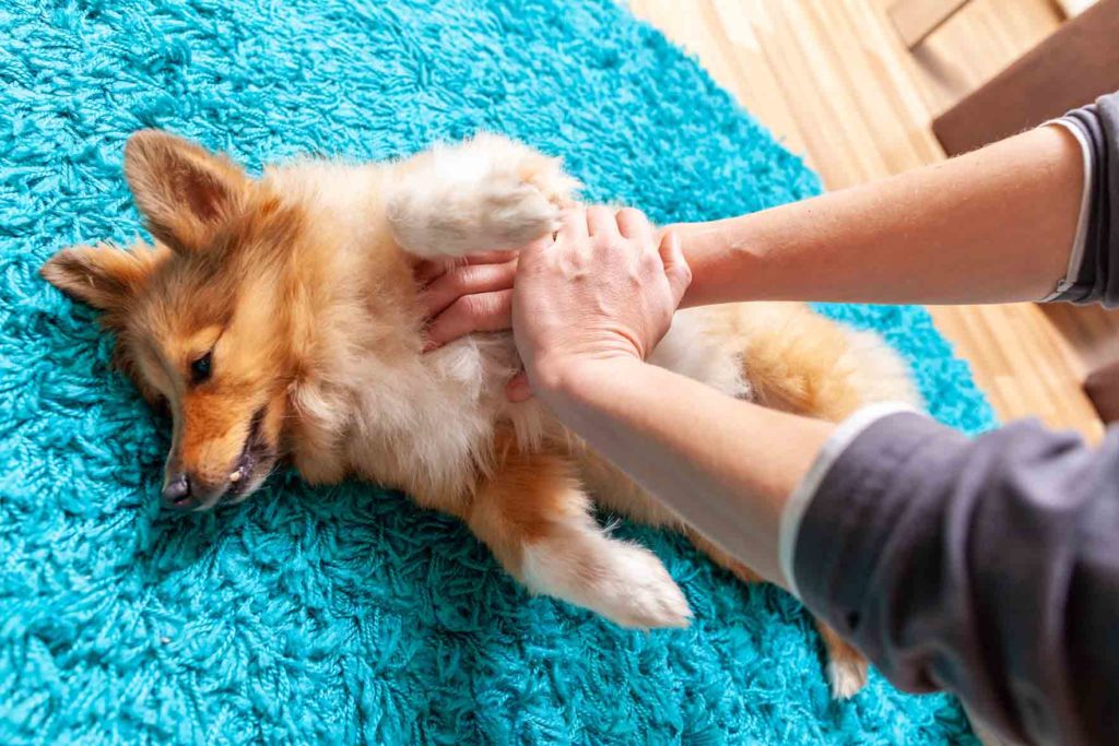 Eläinlääkäri näyttää, kuinka koiralle annetaan ensiapua