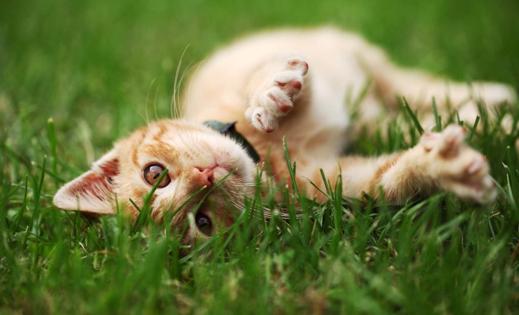 Oranssi kissa makaa nurmikolla ja katsoo kameraan