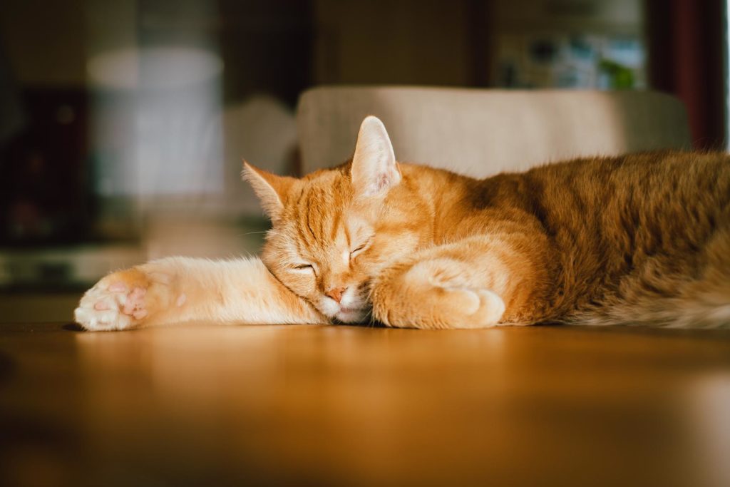 Oranssi kissa nukkuu pöydällä aurinkoisessa kohdassa