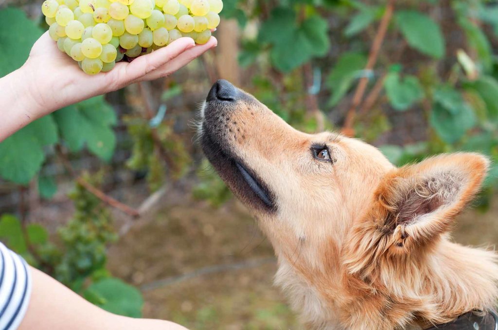 Koira haistelee viinirypäleitä