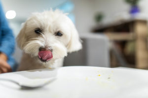 Koira katsoo tyhjää lautasta ja nuolee huuliaan