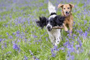 Kaksi koiraa juoksee kukkaniityllä, toisella on keppi suussaan