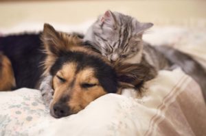 Kissa ja koira nukkuvat sängyllä päällekkäin