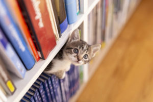 Kissanpentu kirjahyllyssä