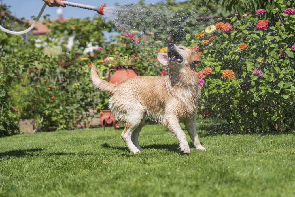Koira leikkii vedellä puutarhassa