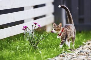 Raidallinen kissa haistelee takapihalla kukkaa